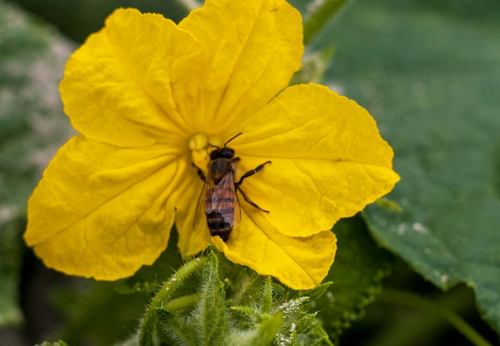 Fleur jaune dans cultimate